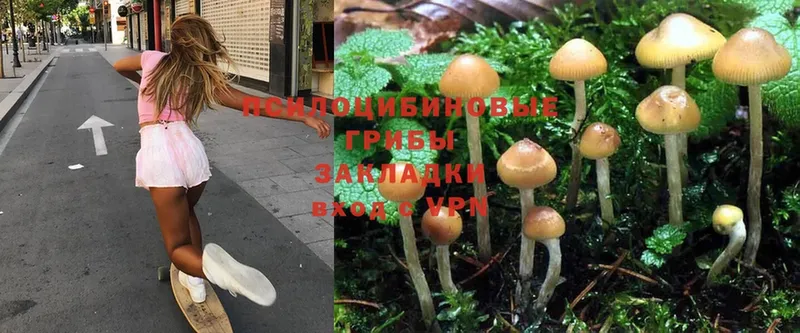 Псилоцибиновые грибы MAGIC MUSHROOMS  darknet телеграм  Почеп  продажа наркотиков 